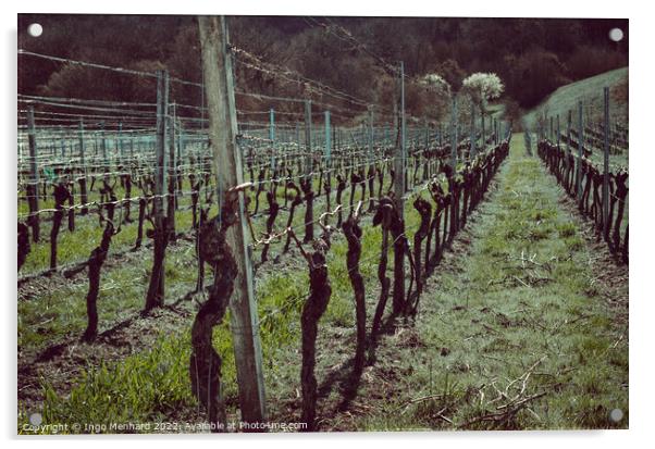 Beautiful shot of the vineyard Acrylic by Ingo Menhard