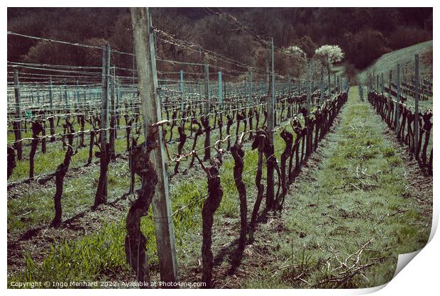 Beautiful shot of the vineyard Print by Ingo Menhard