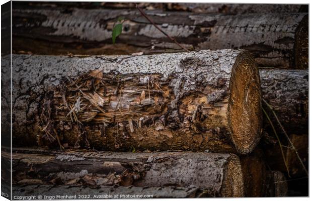 Shallow focus shot of a log in an autumnal forest Canvas Print by Ingo Menhard
