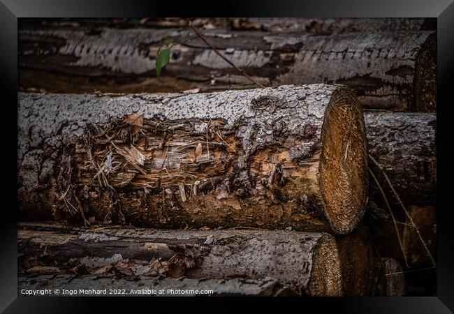 Shallow focus shot of a log in an autumnal forest Framed Print by Ingo Menhard
