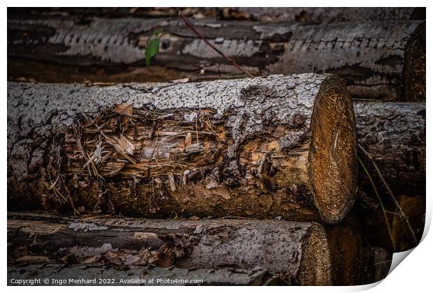 Shallow focus shot of a log in an autumnal forest Print by Ingo Menhard
