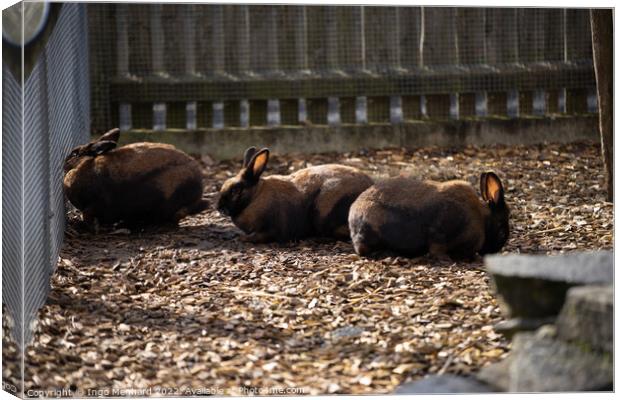 Group of brown rabbits behind a fence Canvas Print by Ingo Menhard