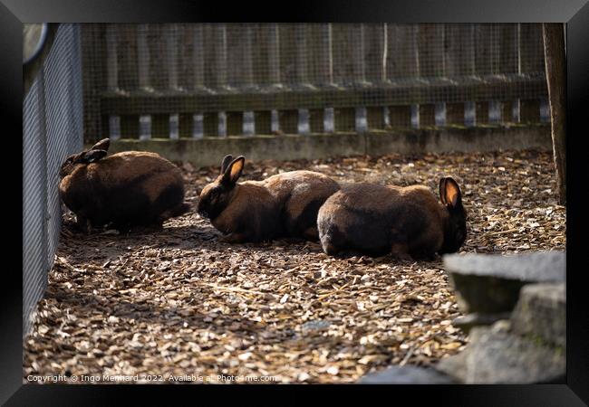 Group of brown rabbits behind a fence Framed Print by Ingo Menhard