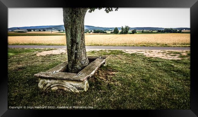 Closeup shot of a trunk of an old tree next to a narrow street and golden wheat field Framed Print by Ingo Menhard
