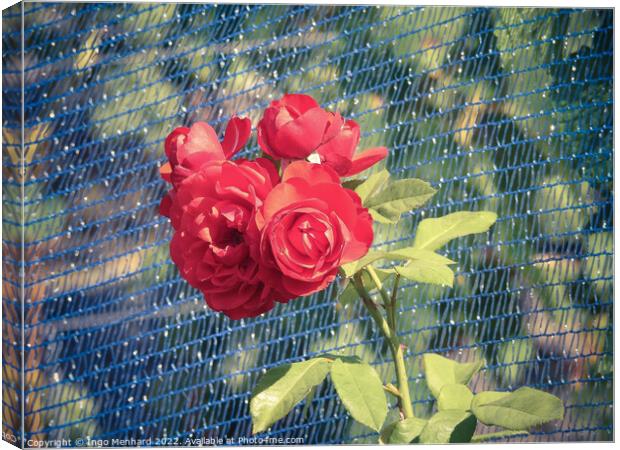 A close-up shot of a blue fence overgrown with beautiful red roses under the sunlight in the garden Canvas Print by Ingo Menhard