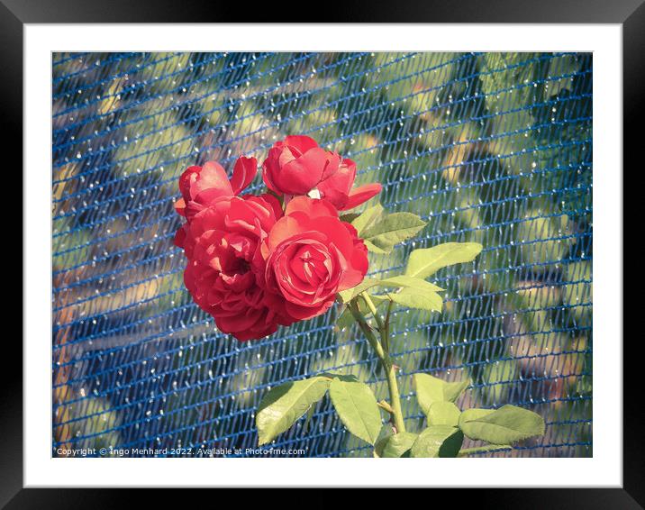 A close-up shot of a blue fence overgrown with beautiful red roses under the sunlight in the garden Framed Mounted Print by Ingo Menhard