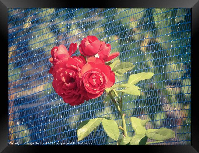 A close-up shot of a blue fence overgrown with beautiful red roses under the sunlight in the garden Framed Print by Ingo Menhard