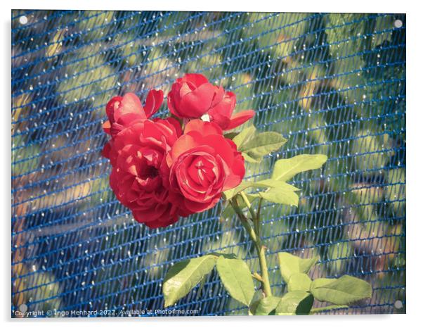 A close-up shot of a blue fence overgrown with beautiful red roses under the sunlight in the garden Acrylic by Ingo Menhard