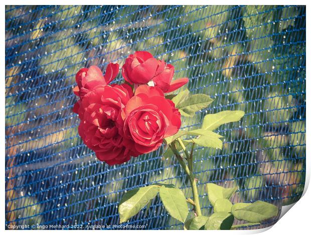 A close-up shot of a blue fence overgrown with beautiful red roses under the sunlight in the garden Print by Ingo Menhard