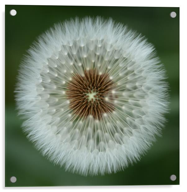 Dandelion Clock Acrylic by Mark Jones