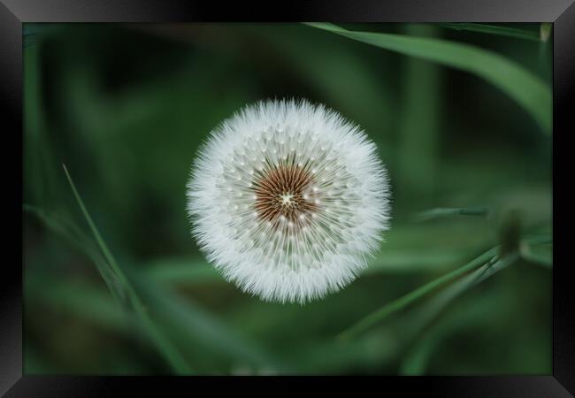 Dandelion Clock Framed Print by Mark Jones