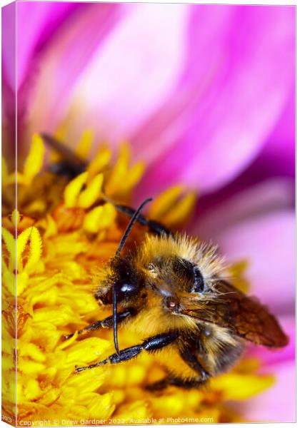 Bee Pollinating Canvas Print by Drew Gardner