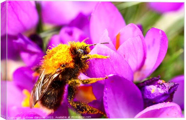 Bee Pollinating Canvas Print by Drew Gardner