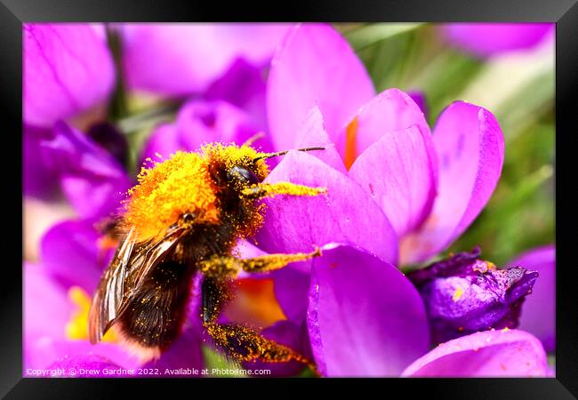 Bee Pollinating Framed Print by Drew Gardner