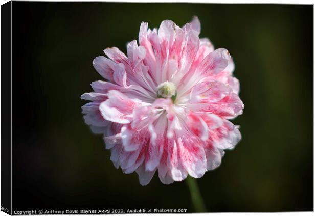 miniature bi-colour poppy. Canvas Print by Anthony David Baynes ARPS