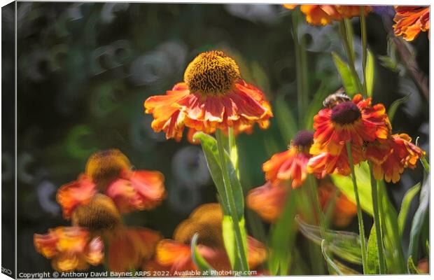Heleniums in the wind. Canvas Print by Anthony David Baynes ARPS