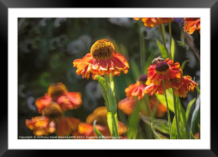 Heleniums in the wind. Framed Mounted Print by Anthony David Baynes ARPS