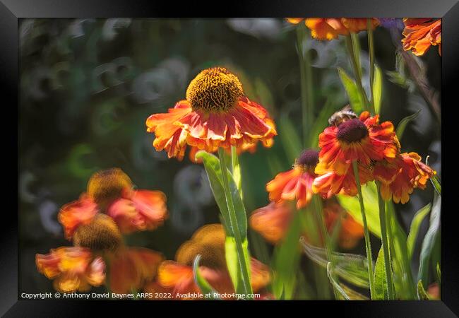 Heleniums in the wind. Framed Print by Anthony David Baynes ARPS