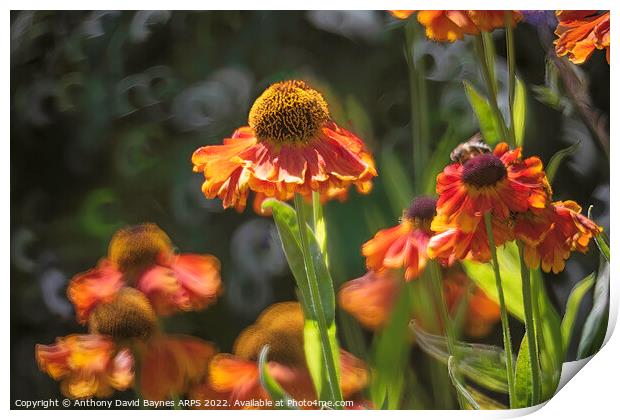 Heleniums in the wind. Print by Anthony David Baynes ARPS
