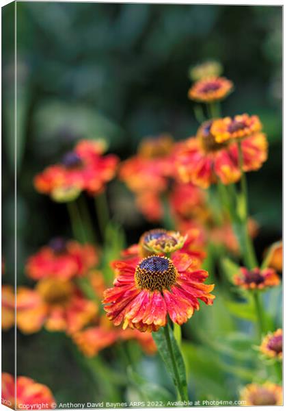 Red and orange Heleniums after rain. Canvas Print by Anthony David Baynes ARPS