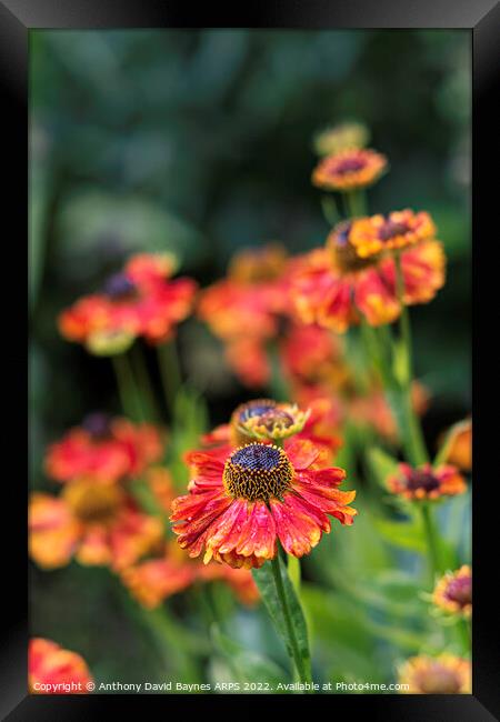 Red and orange Heleniums after rain. Framed Print by Anthony David Baynes ARPS