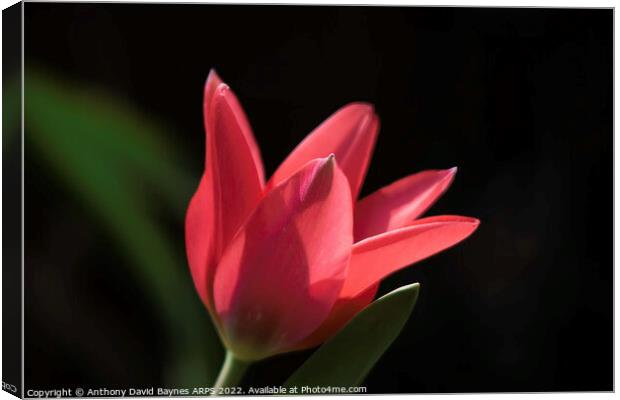miniature red tulip. Canvas Print by Anthony David Baynes ARPS