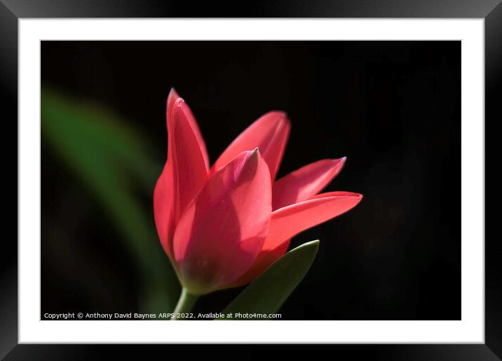 miniature red tulip. Framed Mounted Print by Anthony David Baynes ARPS
