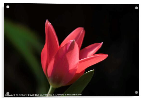 miniature red tulip. Acrylic by Anthony David Baynes ARPS