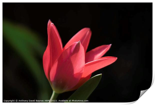 miniature red tulip. Print by Anthony David Baynes ARPS