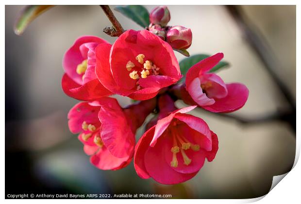 Quince Blossom Print by Anthony David Baynes ARPS