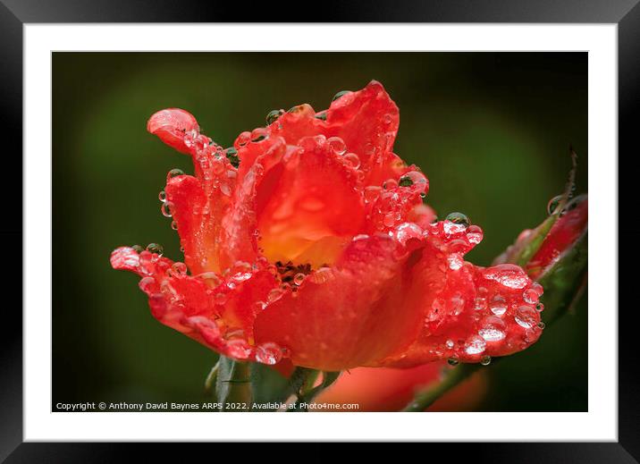 An orange rose after rain. Framed Mounted Print by Anthony David Baynes ARPS