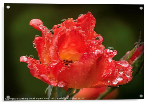 An orange rose after rain. Acrylic by Anthony David Baynes ARPS