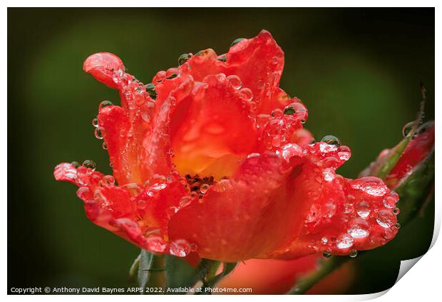 An orange rose after rain. Print by Anthony David Baynes ARPS