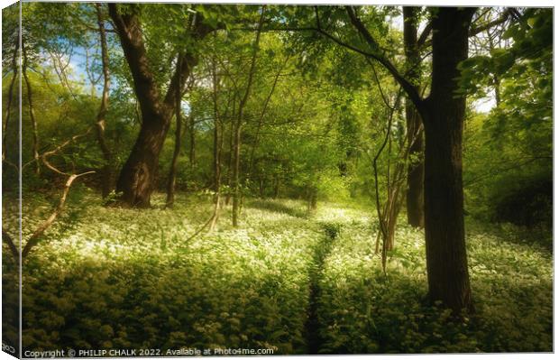 Hetchell wood soft spring glow 717 Canvas Print by PHILIP CHALK