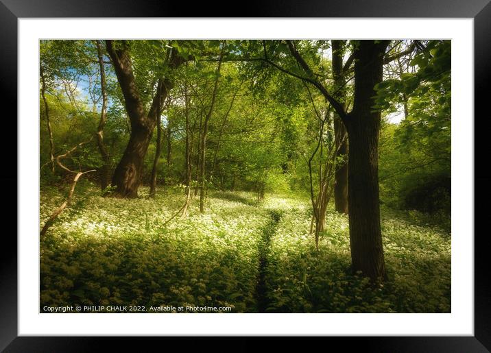 Hetchell wood soft spring glow 717 Framed Mounted Print by PHILIP CHALK