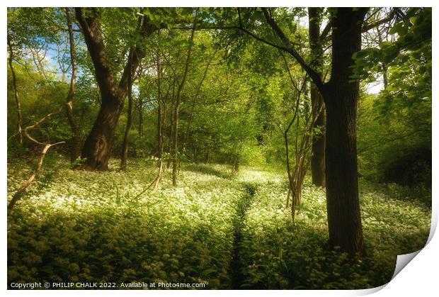 Hetchell wood soft spring glow 717 Print by PHILIP CHALK