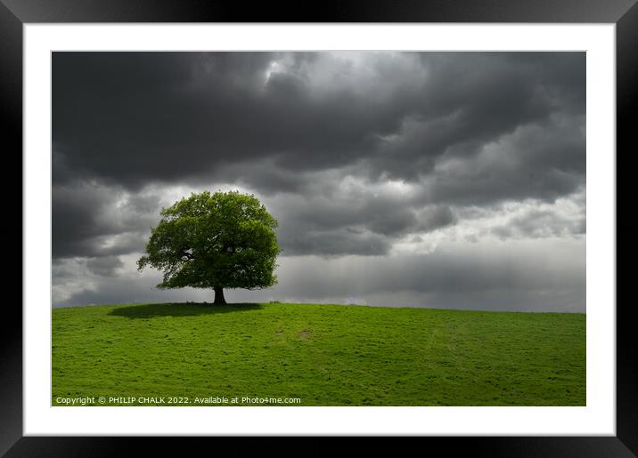 Lone tree outside Hetchell wood 718 Framed Mounted Print by PHILIP CHALK