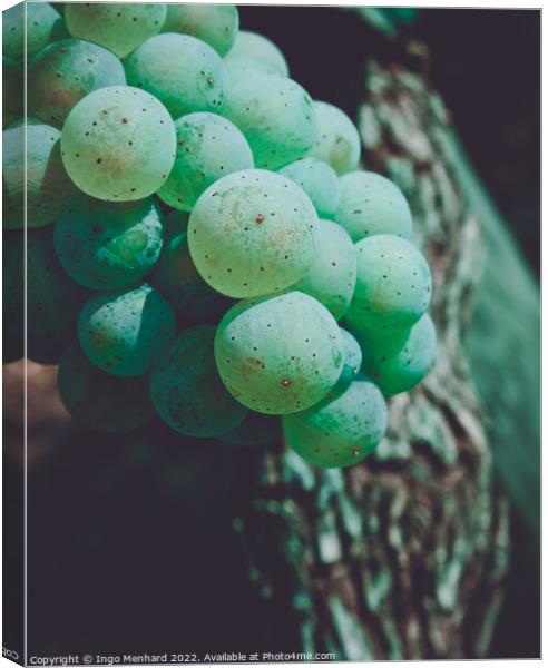 A closeup of green juicy grape berries with the blurred background Canvas Print by Ingo Menhard