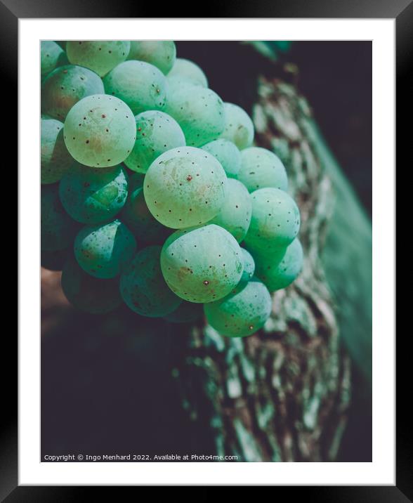 A closeup of green juicy grape berries with the blurred background Framed Mounted Print by Ingo Menhard