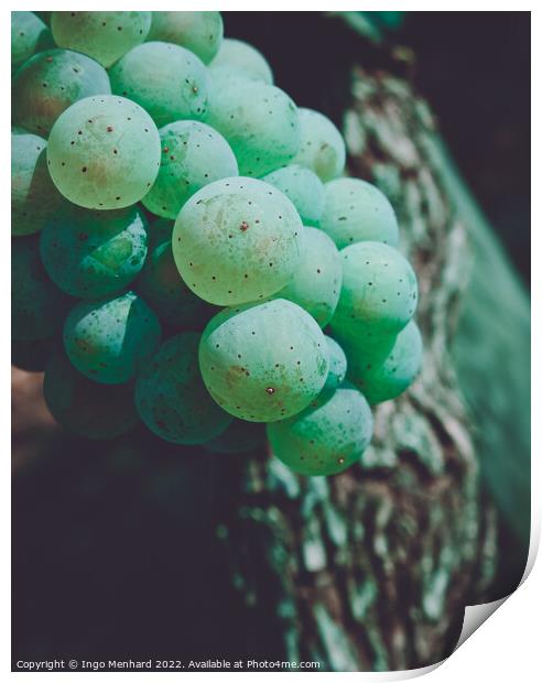 A closeup of green juicy grape berries with the blurred background Print by Ingo Menhard