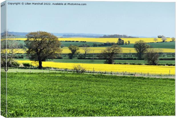 Fields of Gold.  Canvas Print by Lilian Marshall