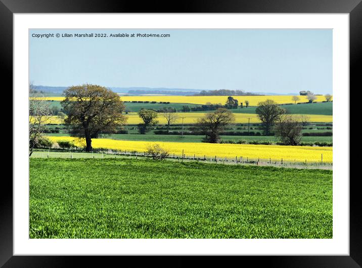 Fields of Gold.  Framed Mounted Print by Lilian Marshall