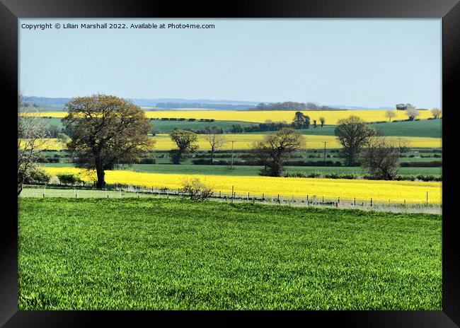 Fields of Gold.  Framed Print by Lilian Marshall