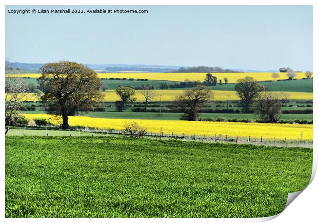 Fields of Gold.  Print by Lilian Marshall