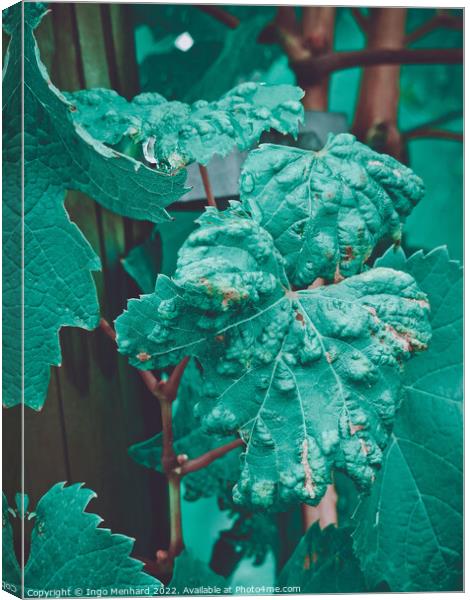 A close up of green grape leaves in the vineyard Canvas Print by Ingo Menhard