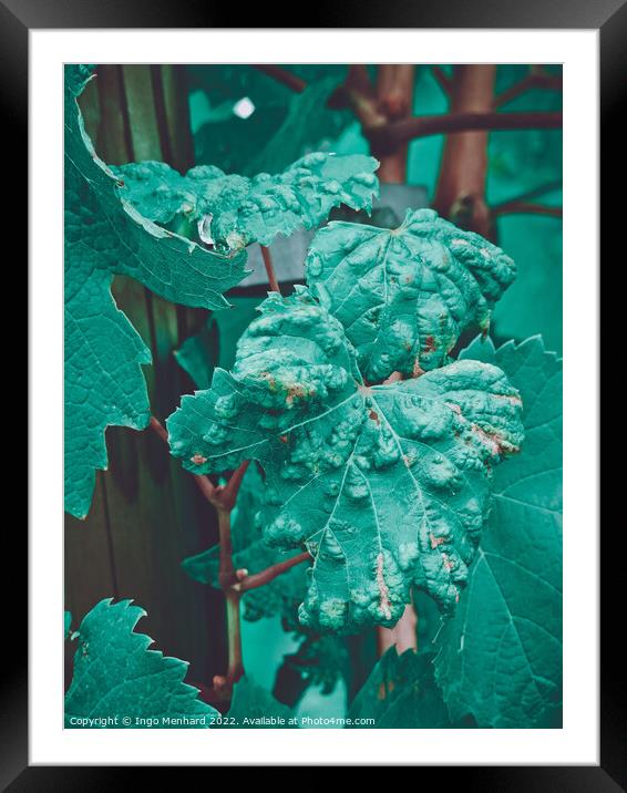 A close up of green grape leaves in the vineyard Framed Mounted Print by Ingo Menhard