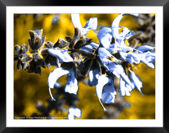 Selective focus shot of purple meadow sage Framed Mounted Print by Ingo Menhard