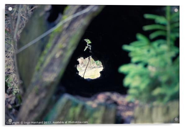 Selective focus shot of a broken hollow trunk of a tree in the forest Acrylic by Ingo Menhard