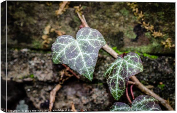 Closeup of  Ivy leaves Canvas Print by Ingo Menhard