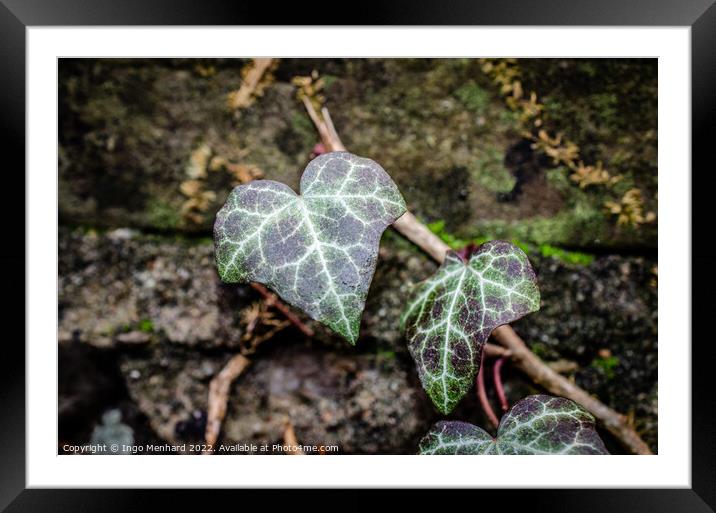 Closeup of  Ivy leaves Framed Mounted Print by Ingo Menhard